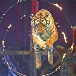 tigre circo