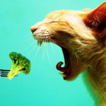gatto_vegetariano