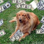 cane soldi