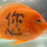 goldfish-tattoo3