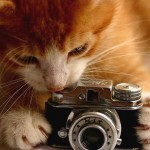 gatto-con-macchina-fotografica