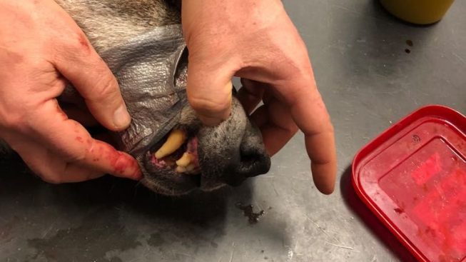 dentatura_lupo_borgone-di-susa_22_12_2017_1.jpg