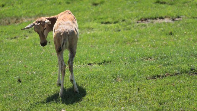 antilopeblesbok_zoom_b.jpg