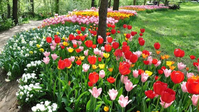 tulipani-pralormo-qp.jpg