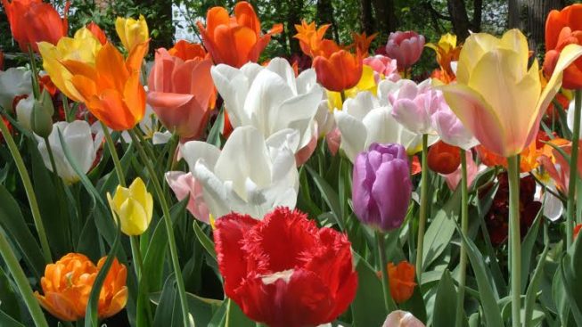 messer-tulipano-pralormo-qp.jpg