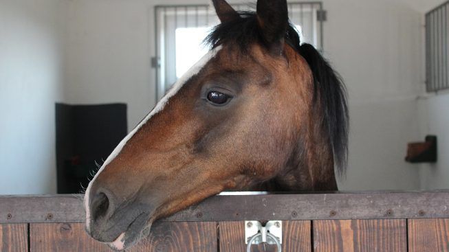 cavallo-maneggio-stalla-box
