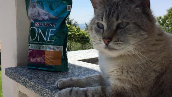Gatto-scomparso-Alessia-Fontanella