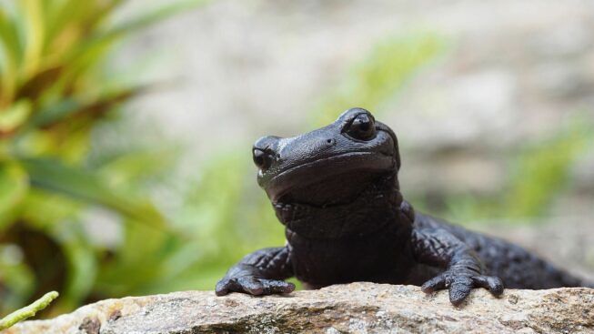 Salamandra_parco_Conca_Cialancia_1_38496a