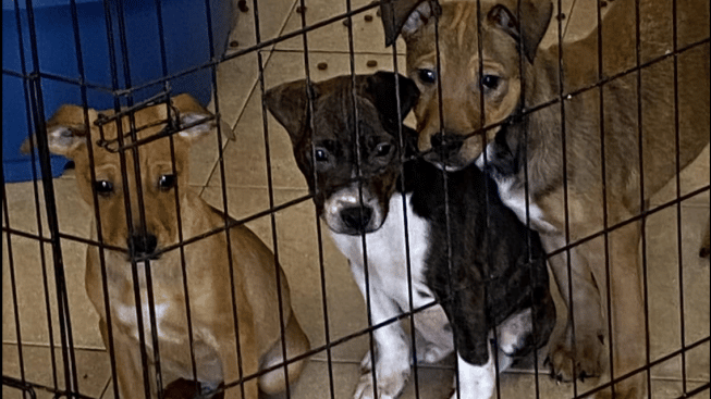 cuccioli di cane abbandonati canile crescentino