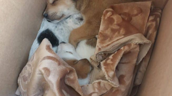 Cani2