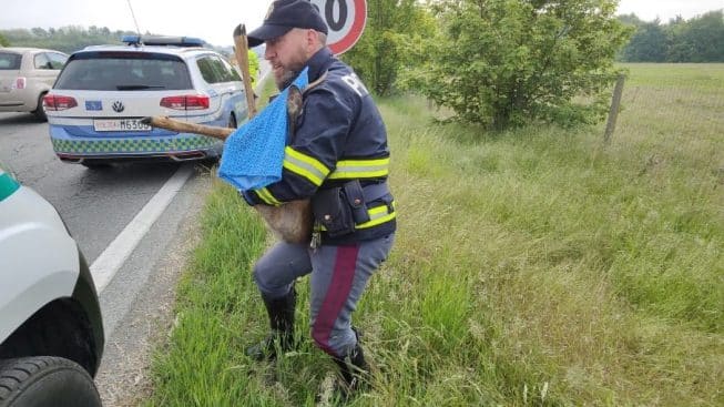 polizia stradale salva capriolo in autostrada