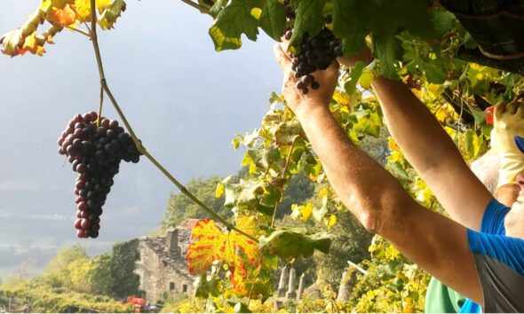 https://www.quotidianopiemontese.it/wp-content/uploads/2023/07/Carema-vendemmia3-590x354.jpg