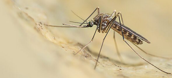 https://www.quotidianopiemontese.it/wp-content/uploads/2023/08/Febbre-West-Nile--590x269.jpeg