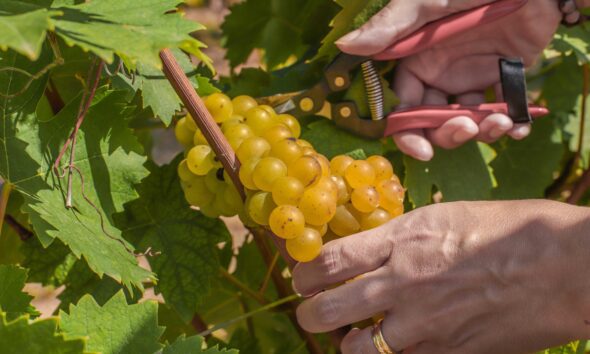 https://www.quotidianopiemontese.it/wp-content/uploads/2023/08/Moscato-Bianco-590x354.jpg