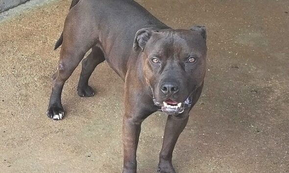 https://www.quotidianopiemontese.it/wp-content/uploads/2023/08/aci-pitbull-590x354.jpg