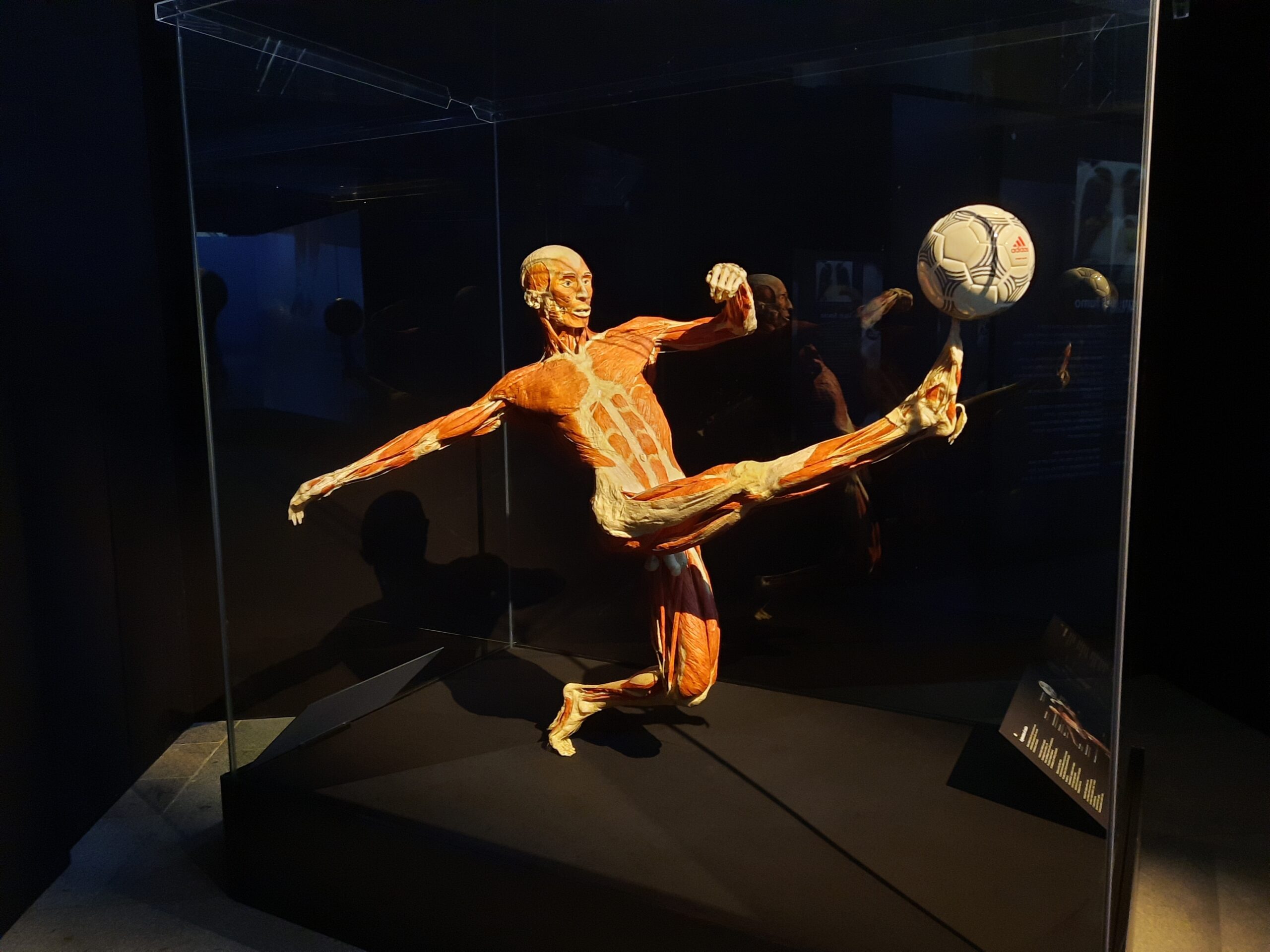 Body worlds vital 10 Quotidiano Piemontese