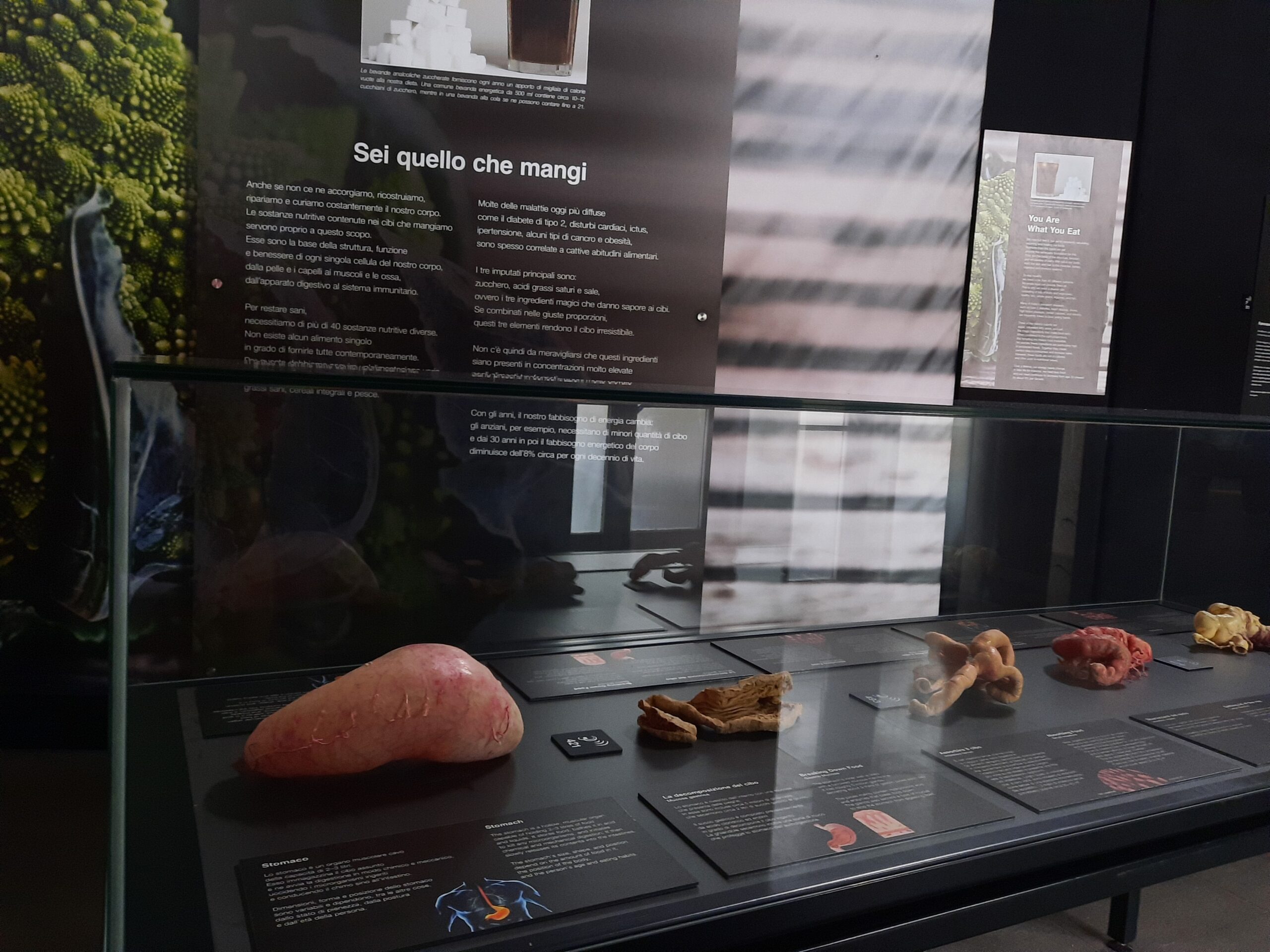 Body worlds vital 13 Quotidiano Piemontese