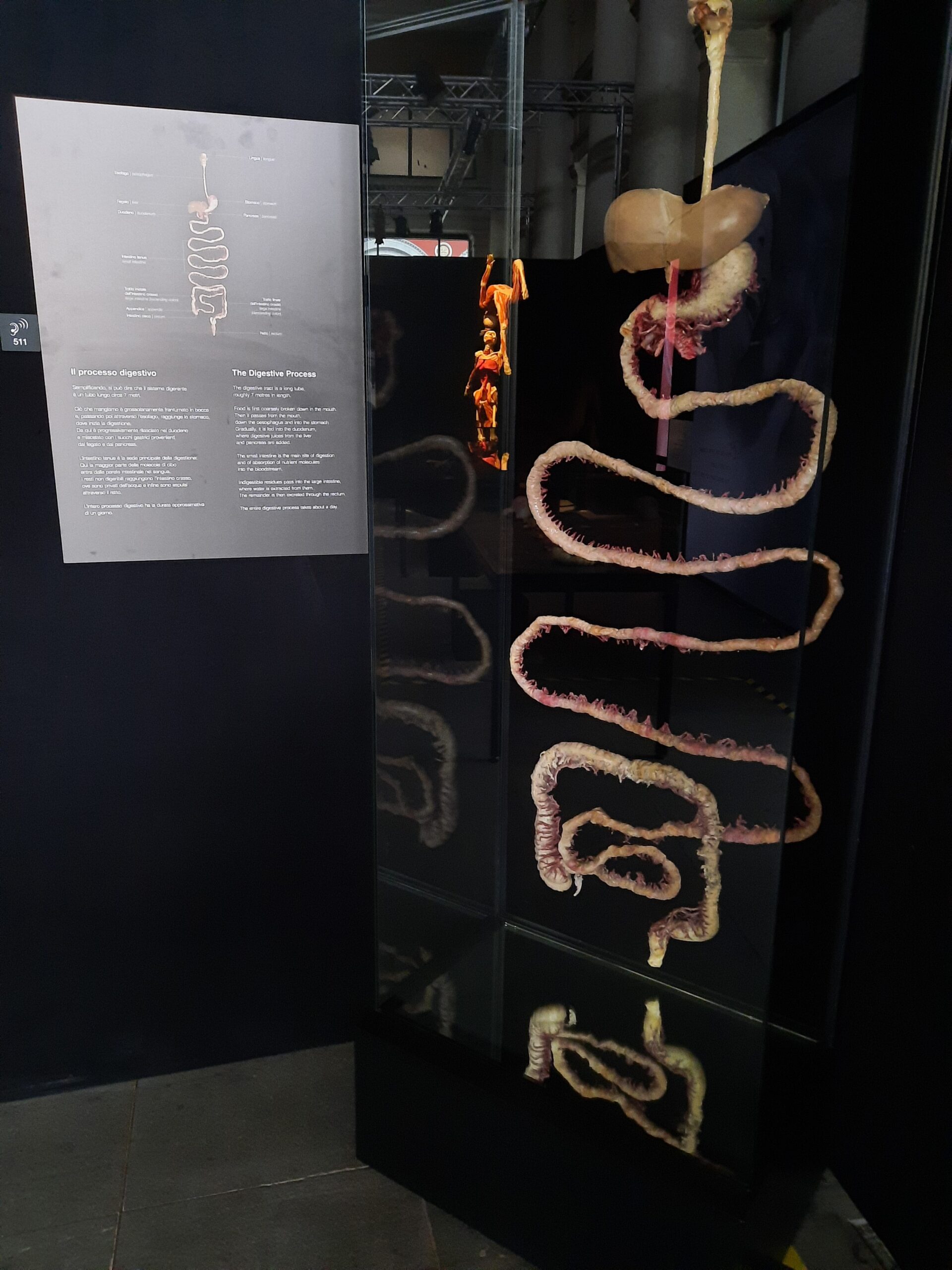 Body worlds vital 14 Quotidiano Piemontese