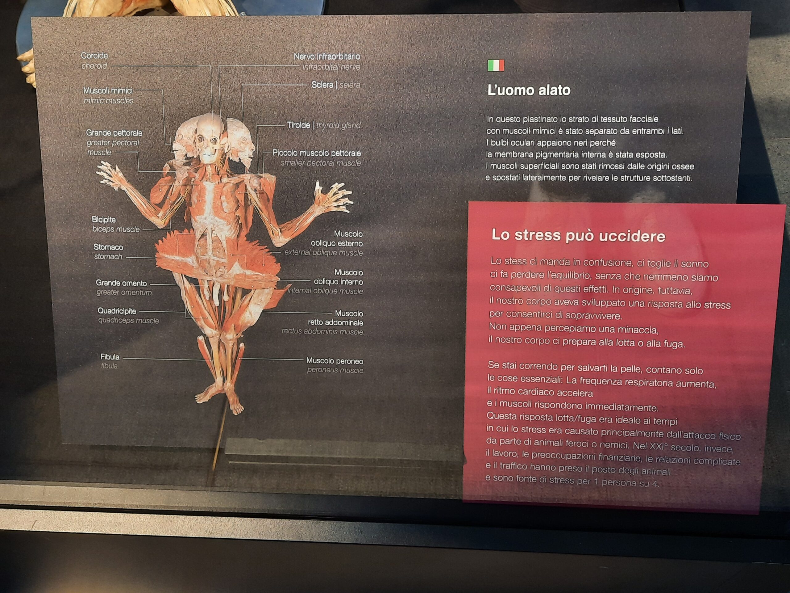 Body worlds vital 19 Quotidiano Piemontese