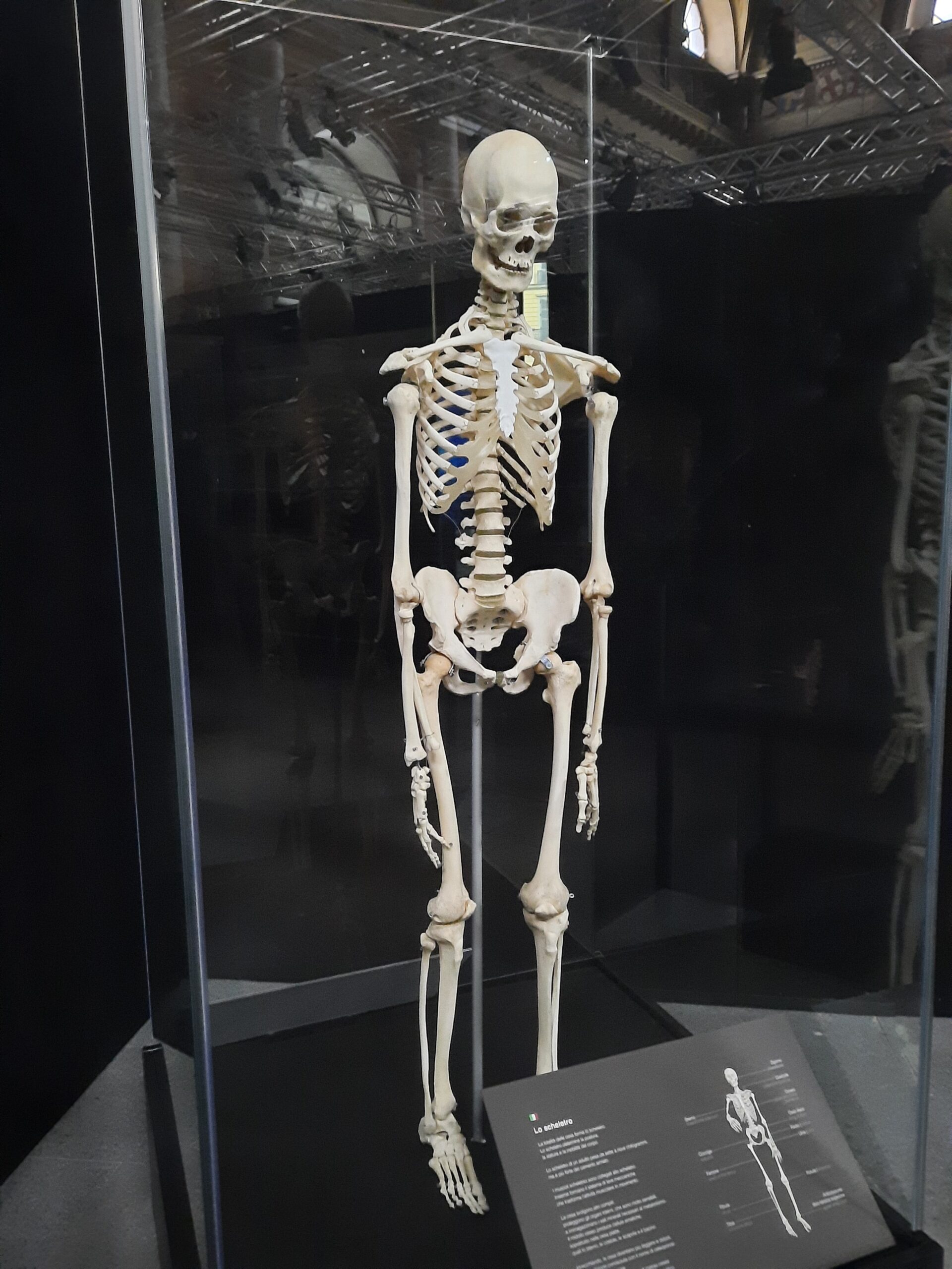 Body worlds vital 20 Quotidiano Piemontese