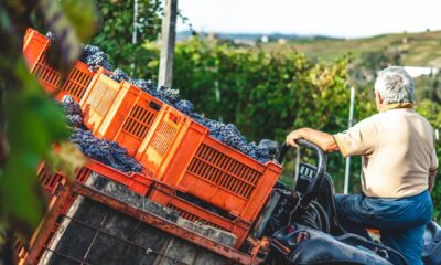 uva vino raccolta vendemmia nebbiolo serralunga