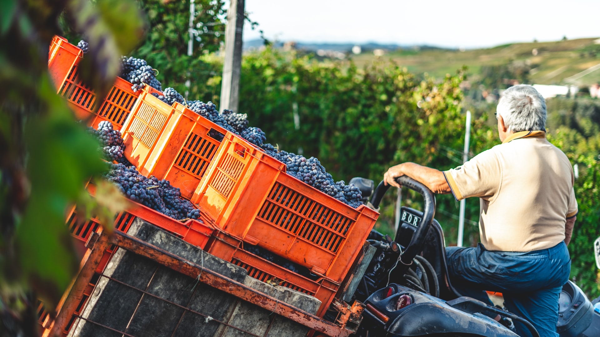 uva vino raccolta vendemmia nebbiolo serralunga