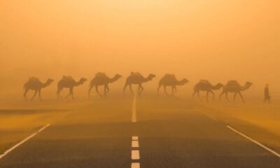 Cammelli lungo una strada africana