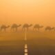 Cammelli lungo una strada africana