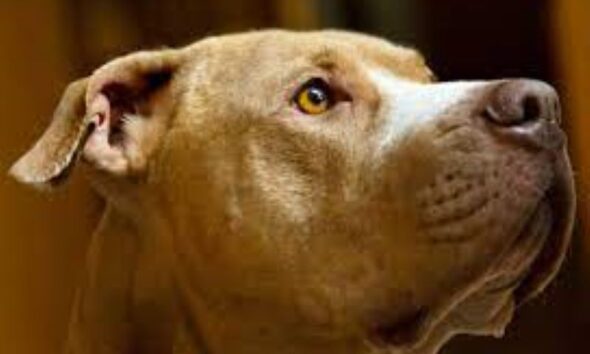 https://www.quotidianopiemontese.it/wp-content/uploads/2024/05/Cane-590x354.jpg