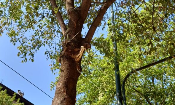 https://www.quotidianopiemontese.it/wp-content/uploads/2024/08/alberi-corso-belgio-potature-3-590x354.jpg