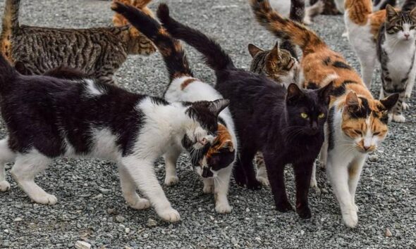 https://www.quotidianopiemontese.it/wp-content/uploads/2024/09/gatti_randagi_regione_piemonte-590x354.jpg