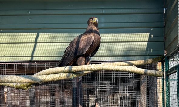 https://www.quotidianopiemontese.it/wp-content/uploads/2025/04/aquila-ritrovata-590x354.jpg