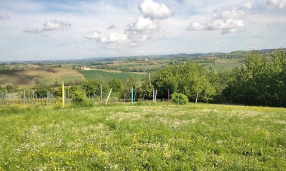 https://www.quotidianopiemontese.it/wp-content/uploads/2025/04/monferrato-colline-qp-590x354.jpg