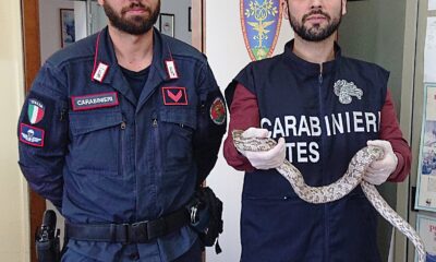 serpente del grano Ghost