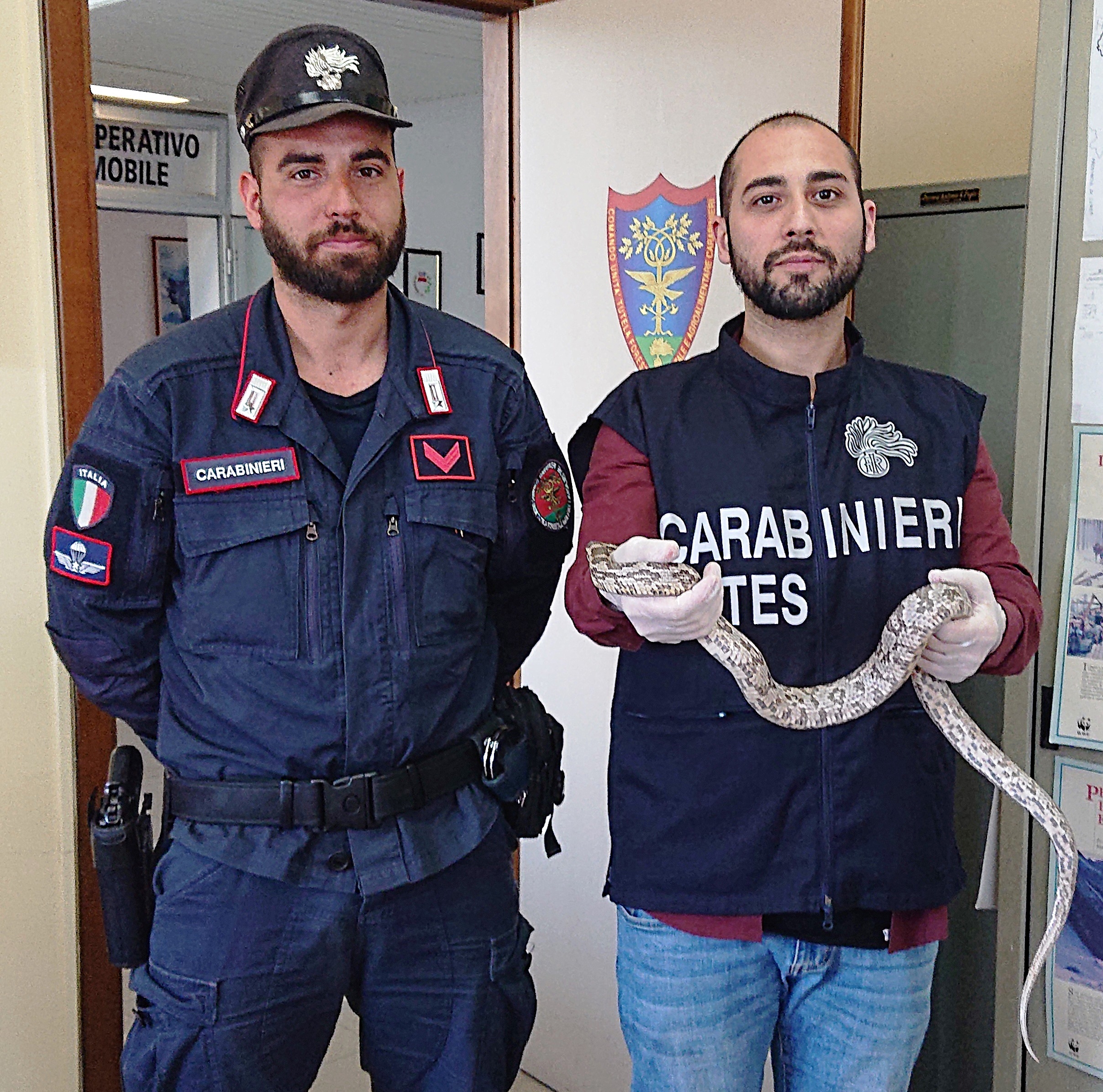 serpente del grano Ghost