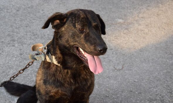 https://www.quotidianopiemontese.it/wp-content/uploads/2025/05/cane-alla-catena-590x354.jpg