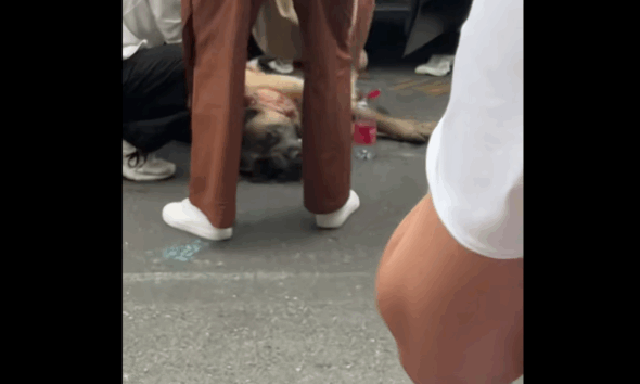 https://www.quotidianopiemontese.it/wp-content/uploads/2025/06/cane-salvato-soccorritore-croce-verde-torino-590x354.png