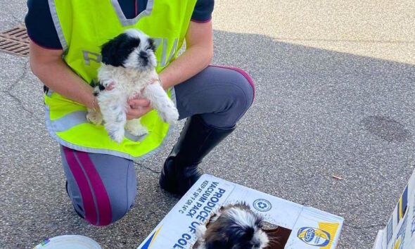 https://www.quotidianopiemontese.it/wp-content/uploads/2025/06/cuccioli-maltese-traffico-illegale-590x354.jpg