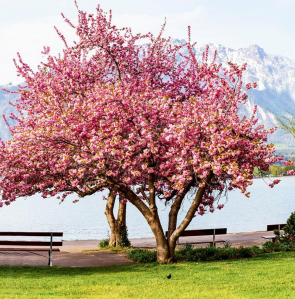 https://www.quotidianopiemontese.it/wp-content/uploads/2025/07/Ciliegio.png