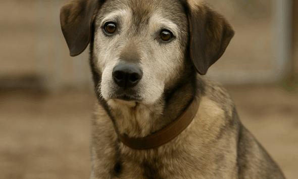 https://www.quotidianopiemontese.it/wp-content/uploads/2025/07/cane-anziano-qp-ai-590x354.png