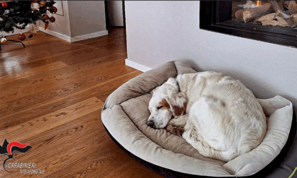 https://www.quotidianopiemontese.it/wp-content/uploads/2025/07/cane-ted-590x354.png