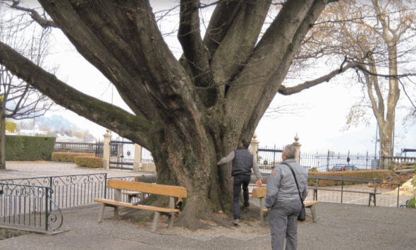 https://www.quotidianopiemontese.it/wp-content/uploads/2025/07/giardini-villa-taranto-verbania-590x354.png