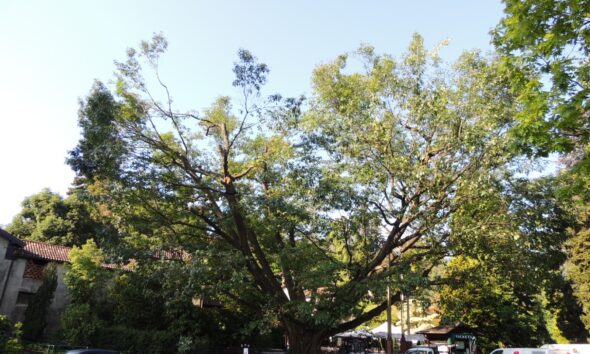 Maxi intervento per salvare la Quercia monumentale di Verbania