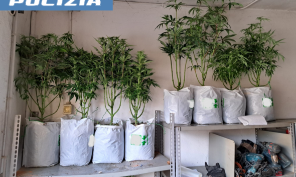 https://www.quotidianopiemontese.it/wp-content/uploads/2026/01/marijuana-torino-polizia-590x354.png