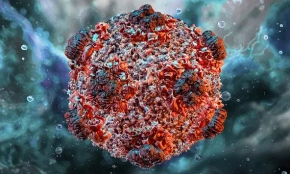 https://www.quotidianopiemontese.it/wp-content/uploads/2026/05/Hantavirus-590x354.webp