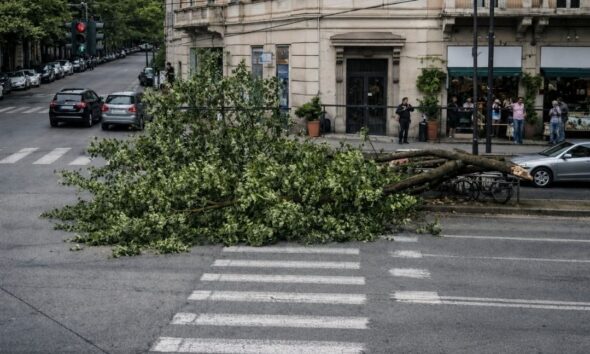 https://www.quotidianopiemontese.it/wp-content/uploads/2026/05/albero-corso-einaudi-590x354.jpg