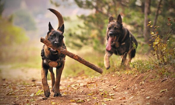 https://www.quotidianopiemontese.it/wp-content/uploads/2026/05/cane-di-razza-malinois--590x354.jpeg