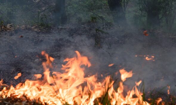 https://www.quotidianopiemontese.it/wp-content/uploads/2026/05/incendio-590x354.jpg