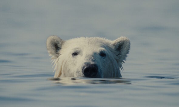 https://www.quotidianopiemontese.it/wp-content/uploads/2026/06/Nuisance-Bear-590x354.jpg
