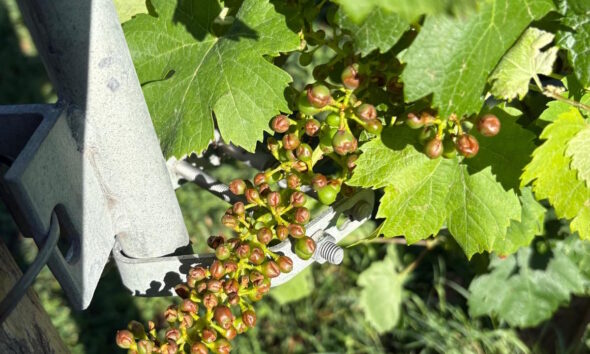 https://www.quotidianopiemontese.it/wp-content/uploads/2026/06/Vigneti-Bogogno-grandine-590x354.jpg